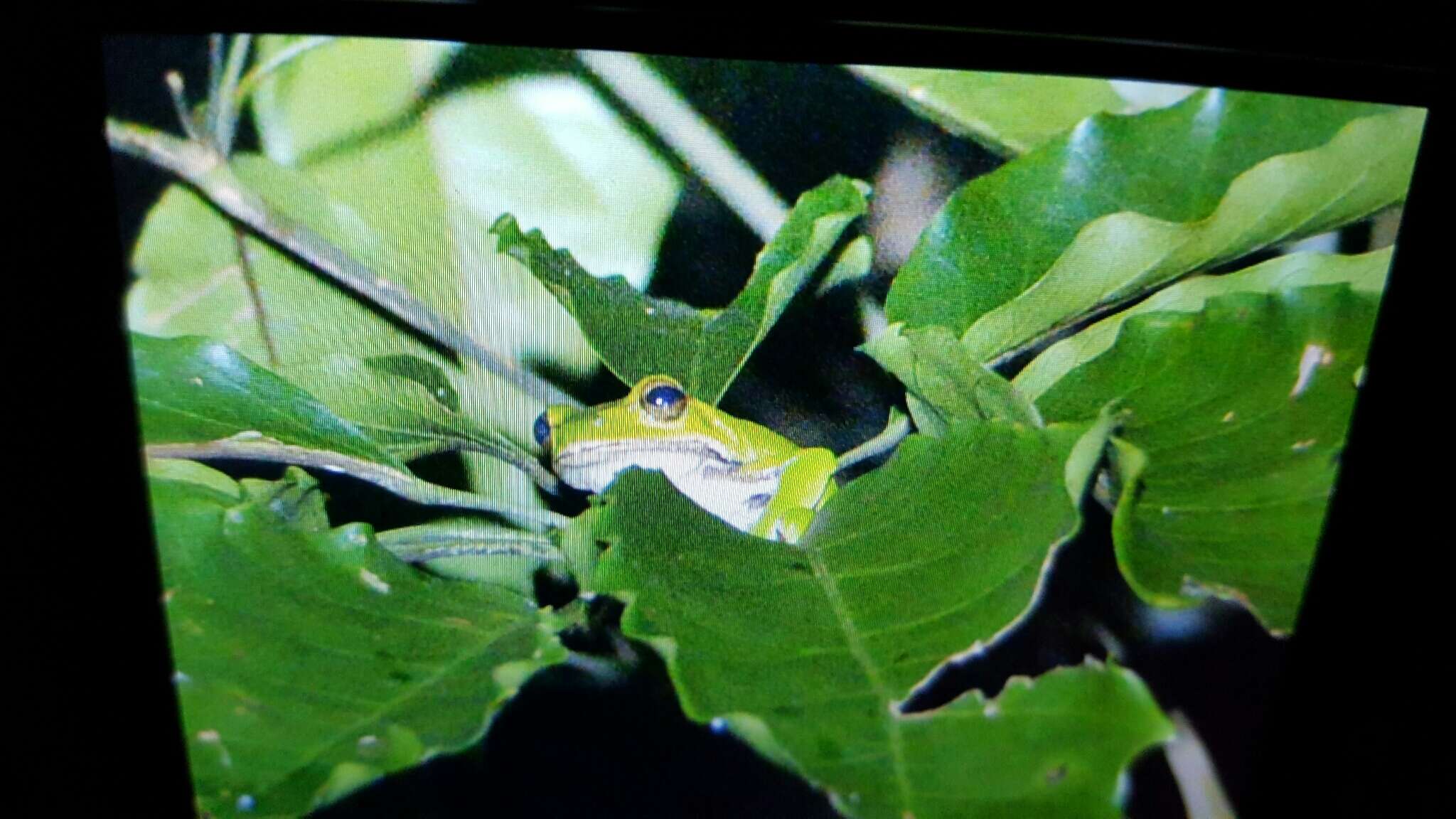 Image of Taipei tree frog