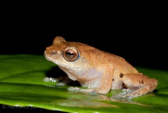 Слика од Raorchestes chromasynchysi (Biju & Bossuyt 2009)