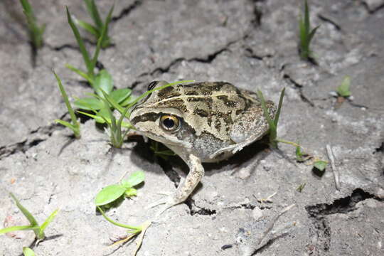 Image of Short-footed Frog