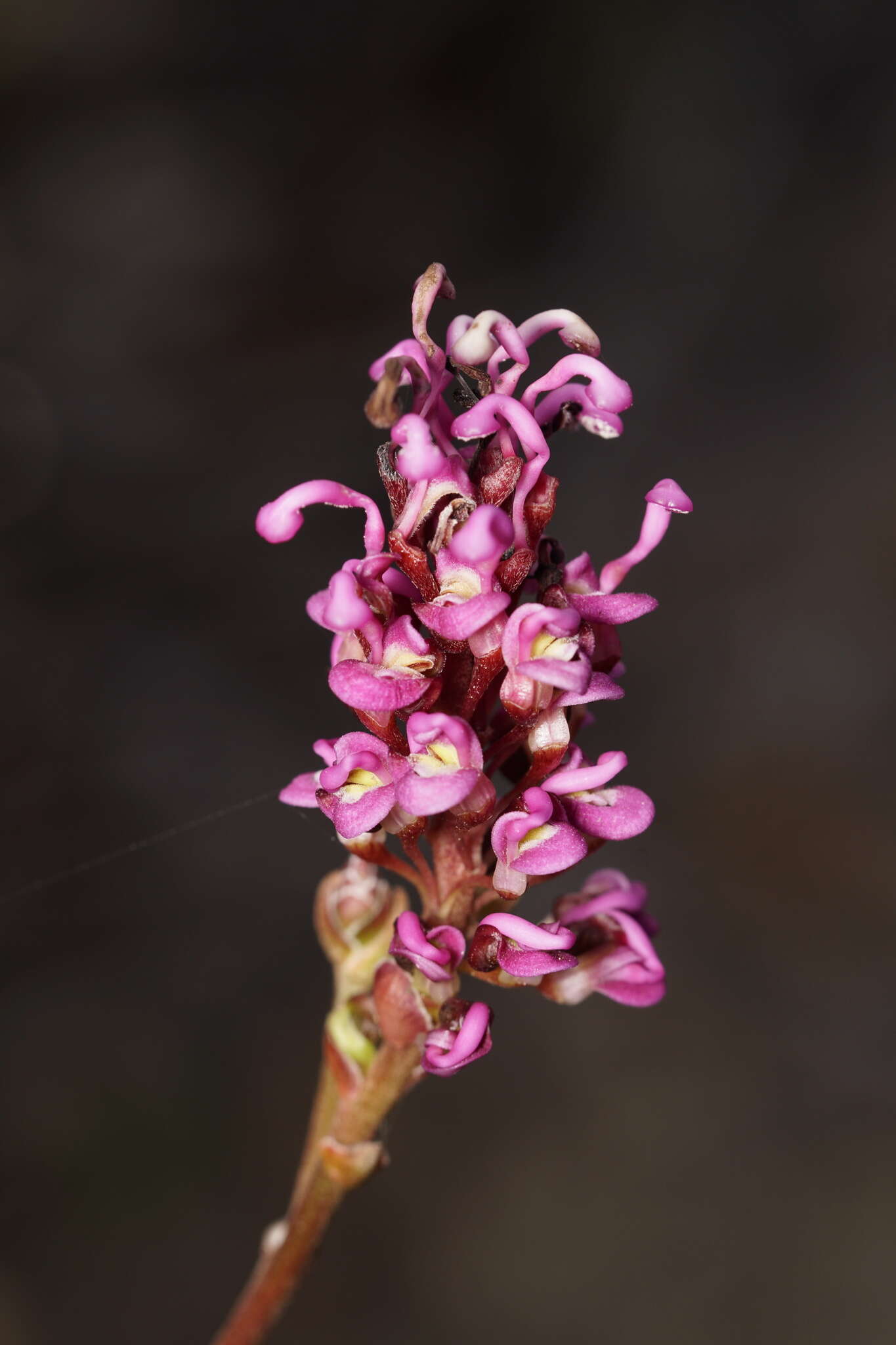 Image of Grevillea quercifolia R. Br.