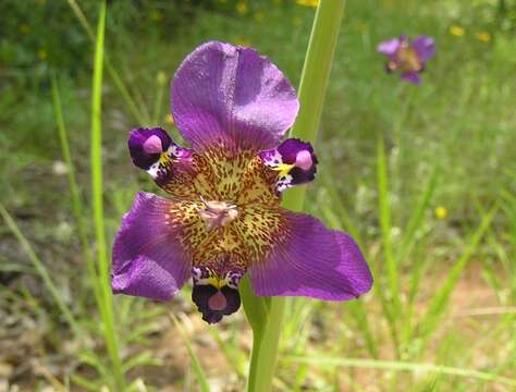 Image of propeller flower