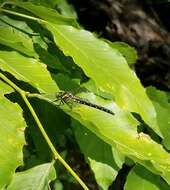 Image of Pygmy Clubtails