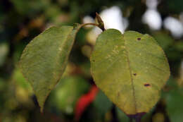 Imagem de Amelanchier arborea (Michx. fil.) Fern.