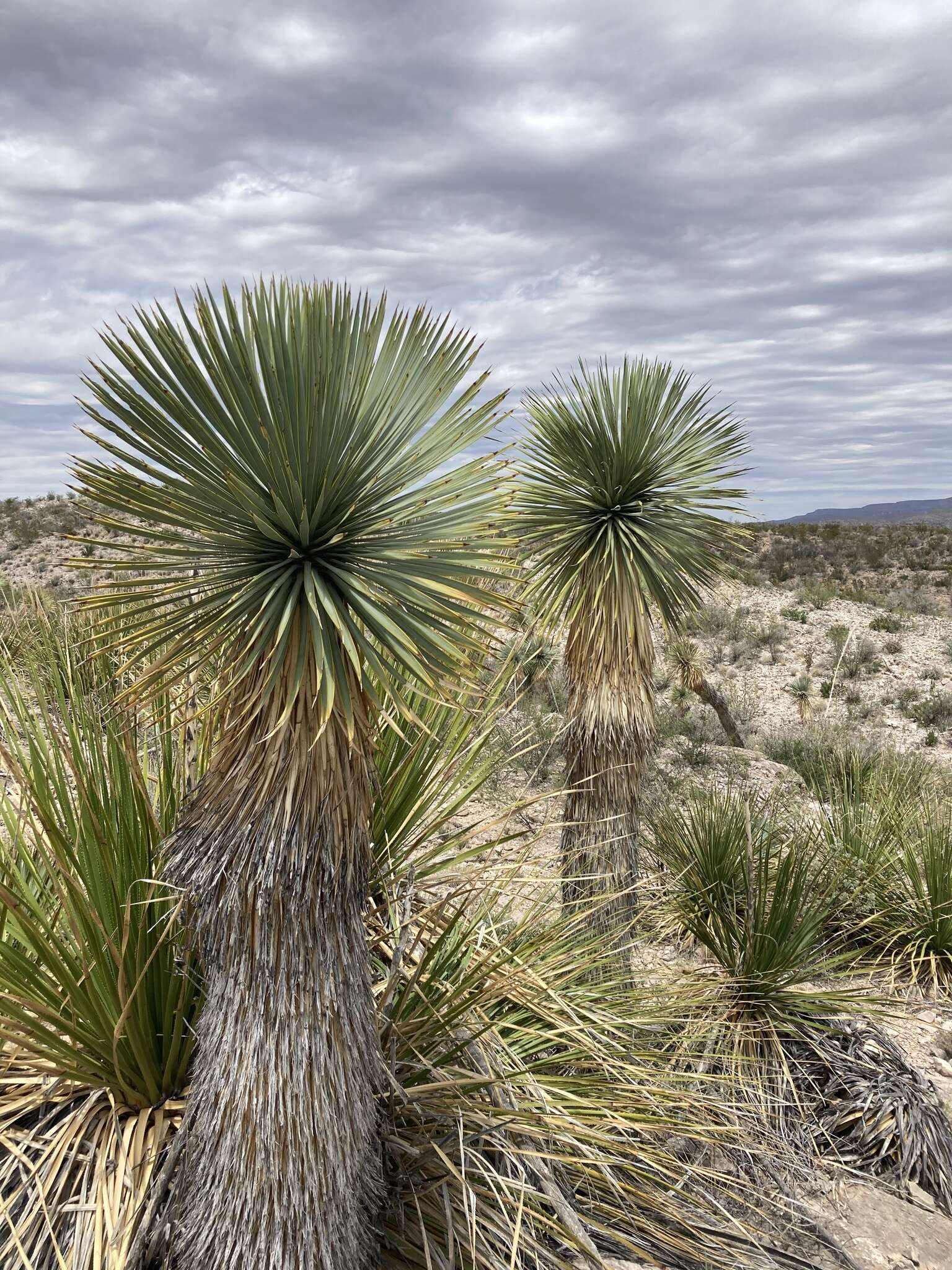 Слика од Yucca thompsoniana Trel.