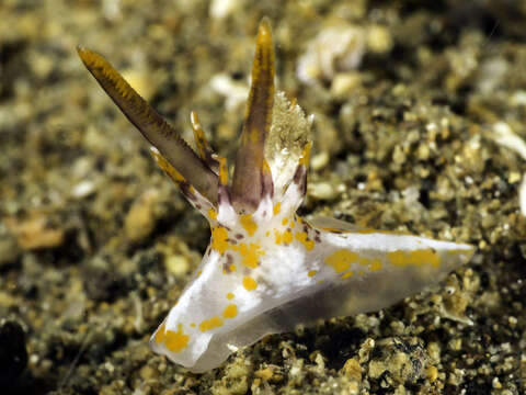 Image of Okenia rhinorma Rudman 2007