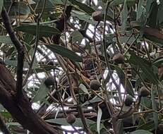 Image of Little Wattlebird