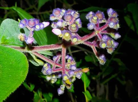 Image of Miconia conospeciosa