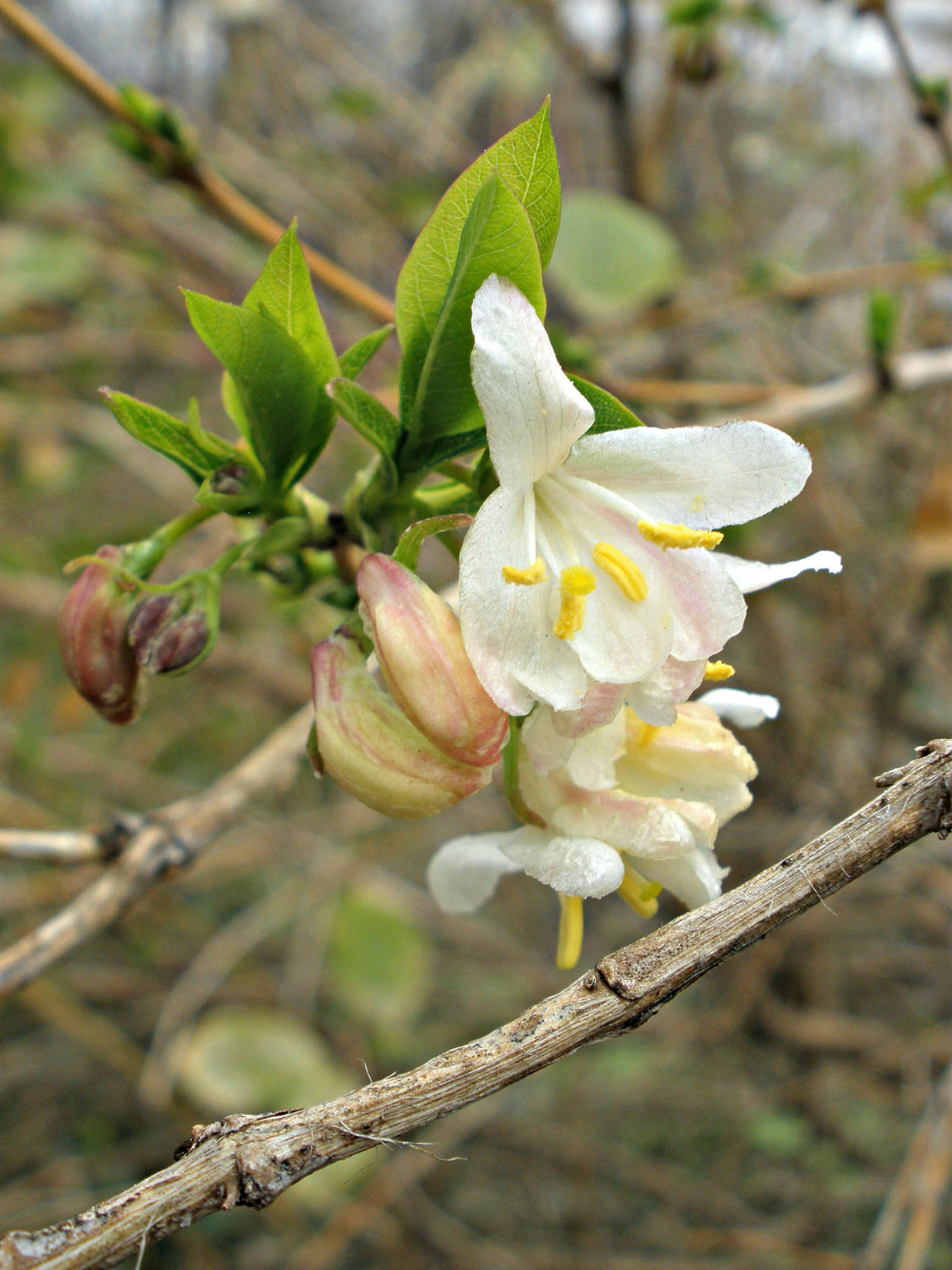 Imagem de Lonicera fragrantissima Lindl. & Paxt.