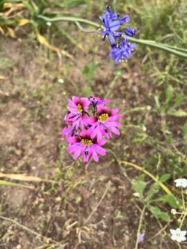 Image of Schizanthus carlomunozii var. dilutimaculatus V. Morales & Muñoz-Schick