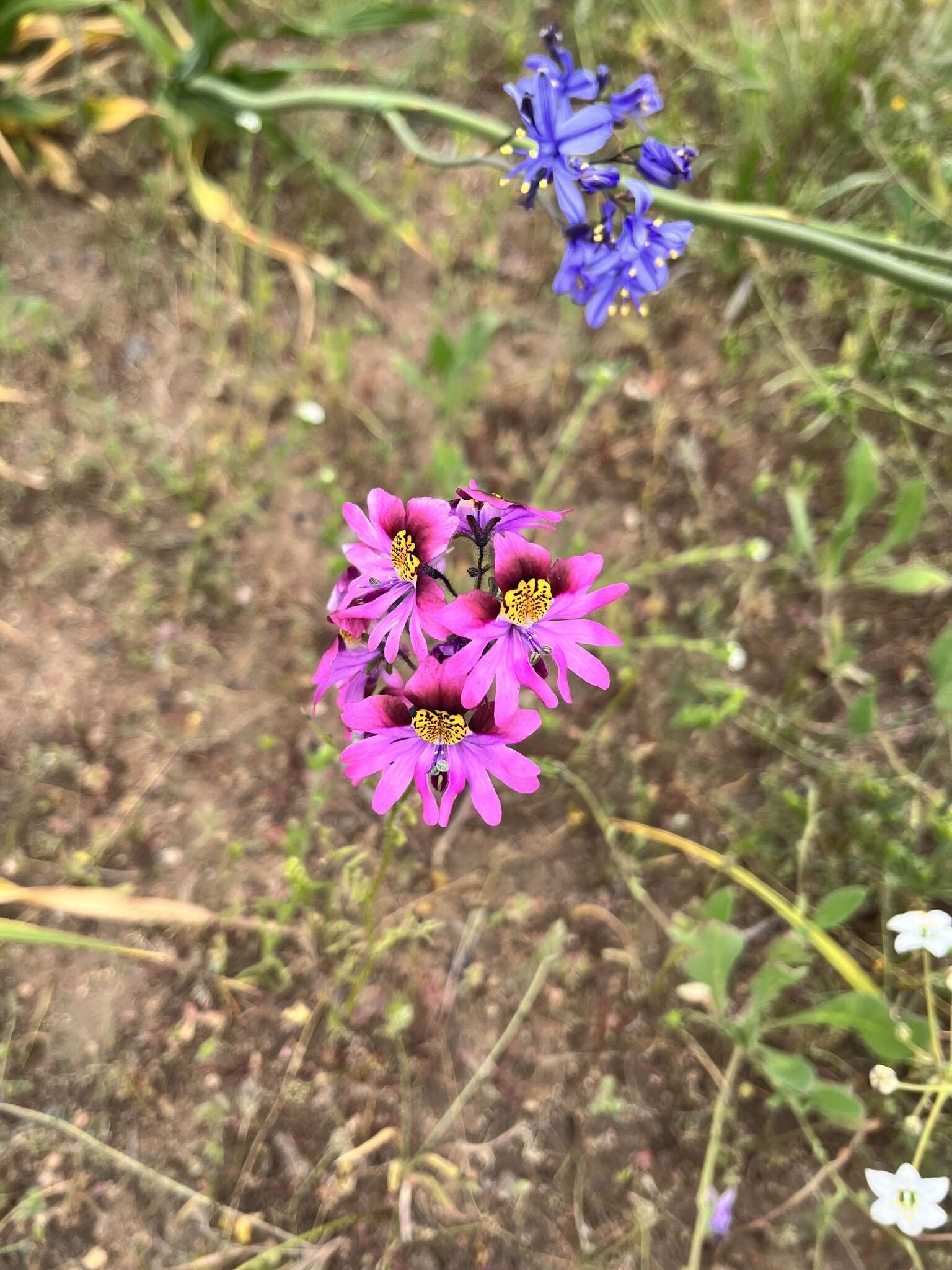 Image of Schizanthus carlomunozii var. dilutimaculatus V. Morales & Muñoz-Schick