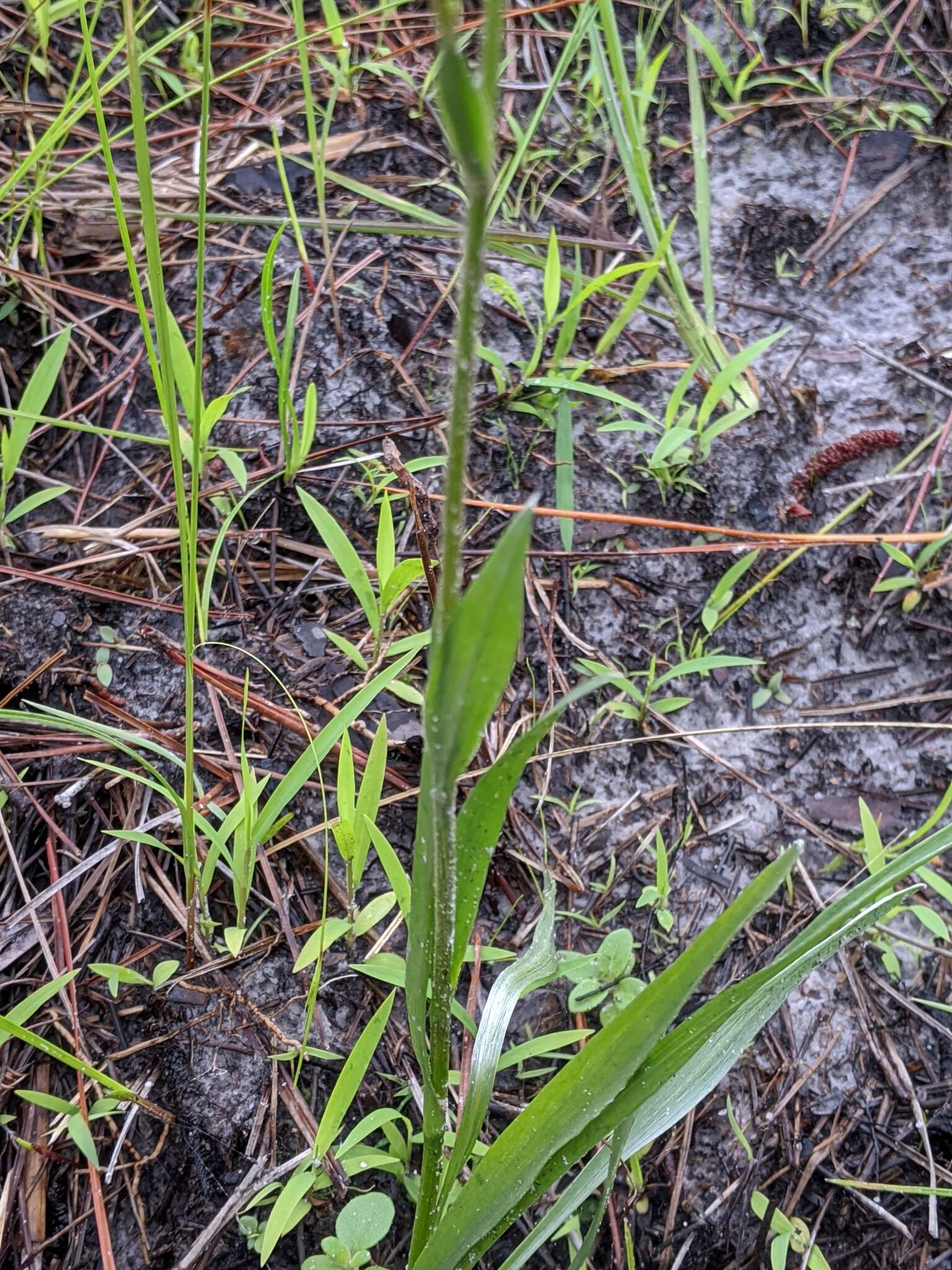 Image of Coastal-Plain Silk-Grass