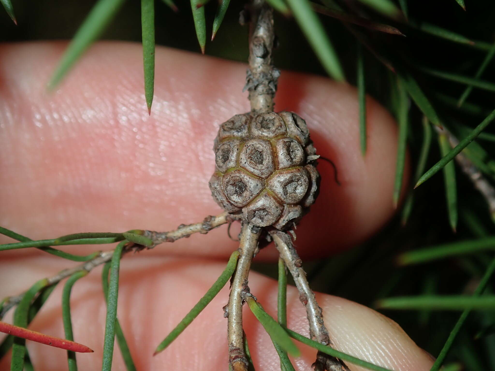 Image of Melaleuca nodosa (Gaertn.) Sm.