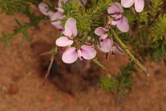 Image of Polygala microlopha var. microlopha