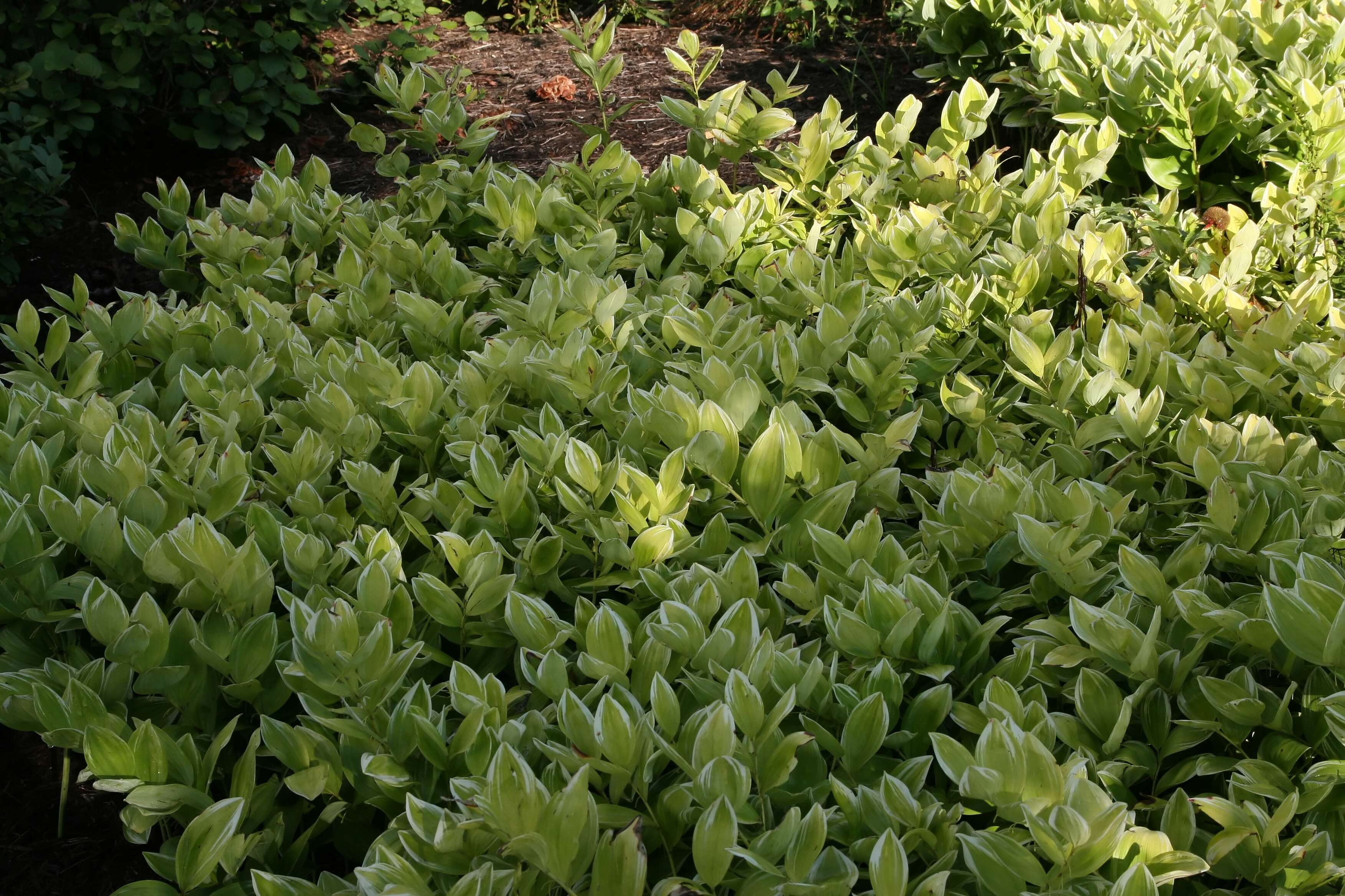 Image de Polygonatum biflorum (Walter) Elliott