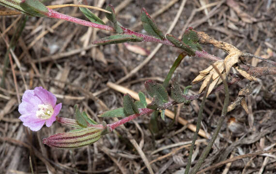 Plancia ëd Clarkia davyi (Jepson) H. & M. Lewis