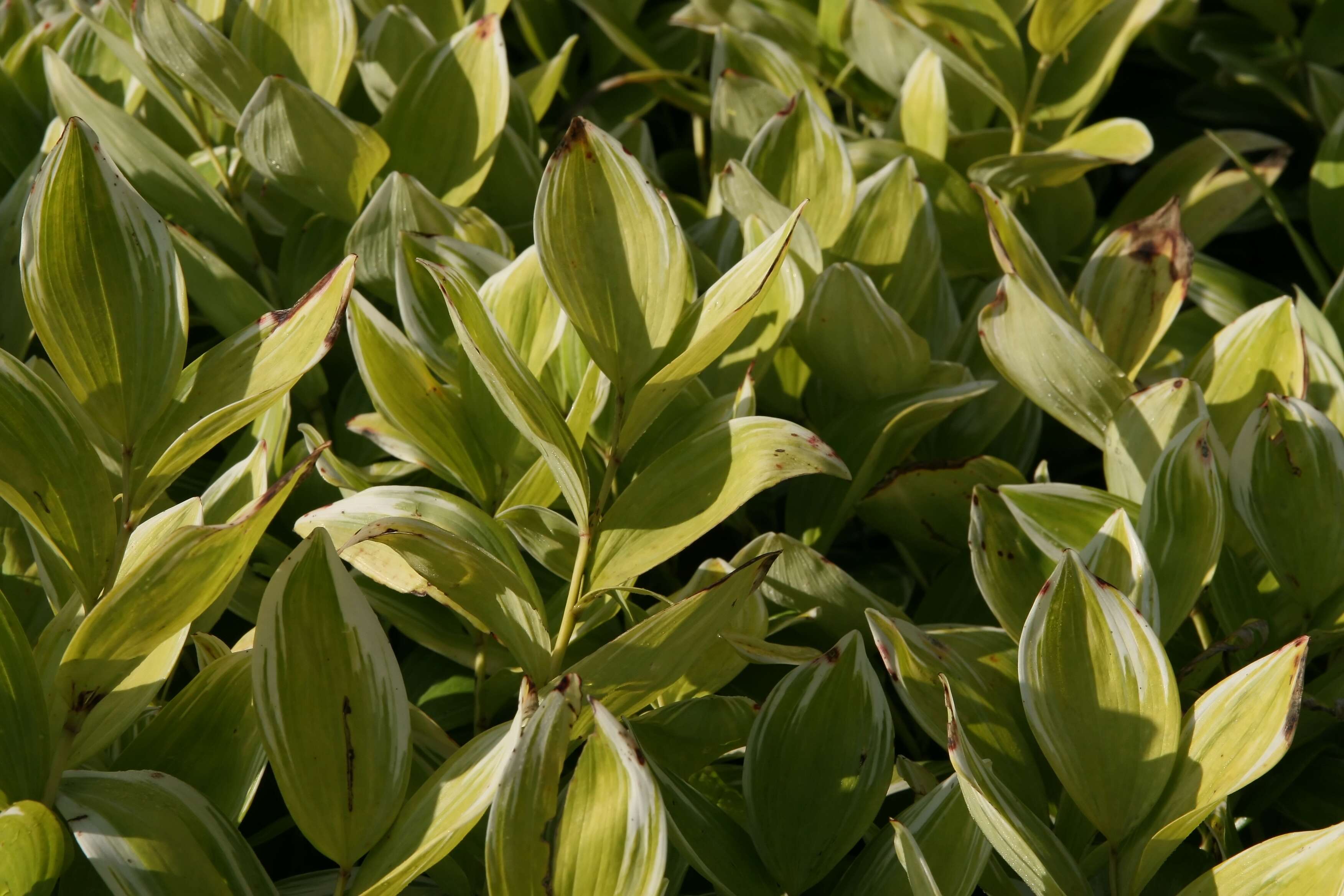 Image de Polygonatum biflorum (Walter) Elliott