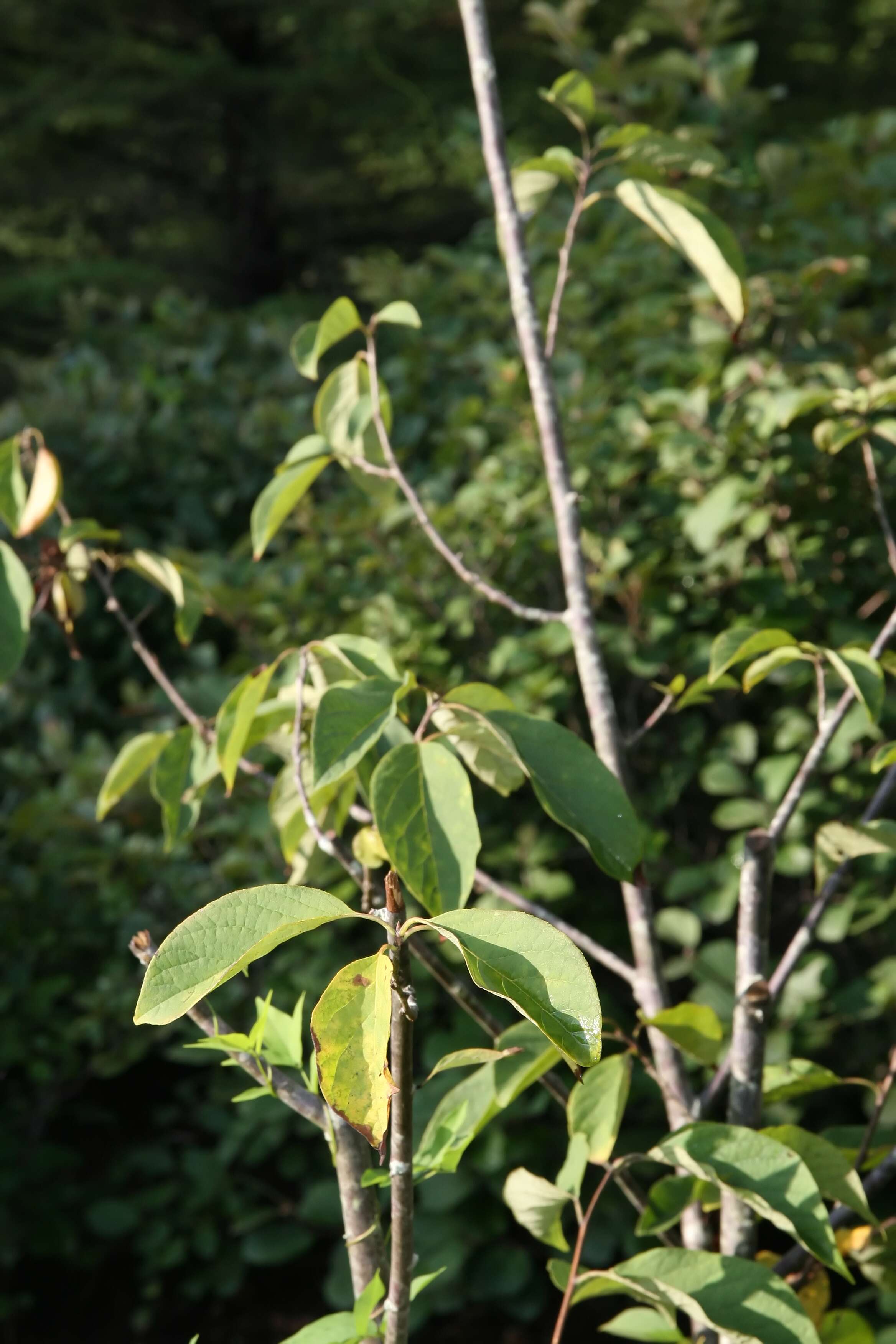 Image de Halesia tetraptera J. Ellis