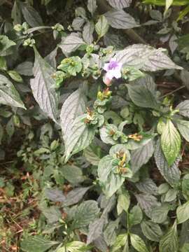 Image of Strobilanthes flexicaulis Hayata