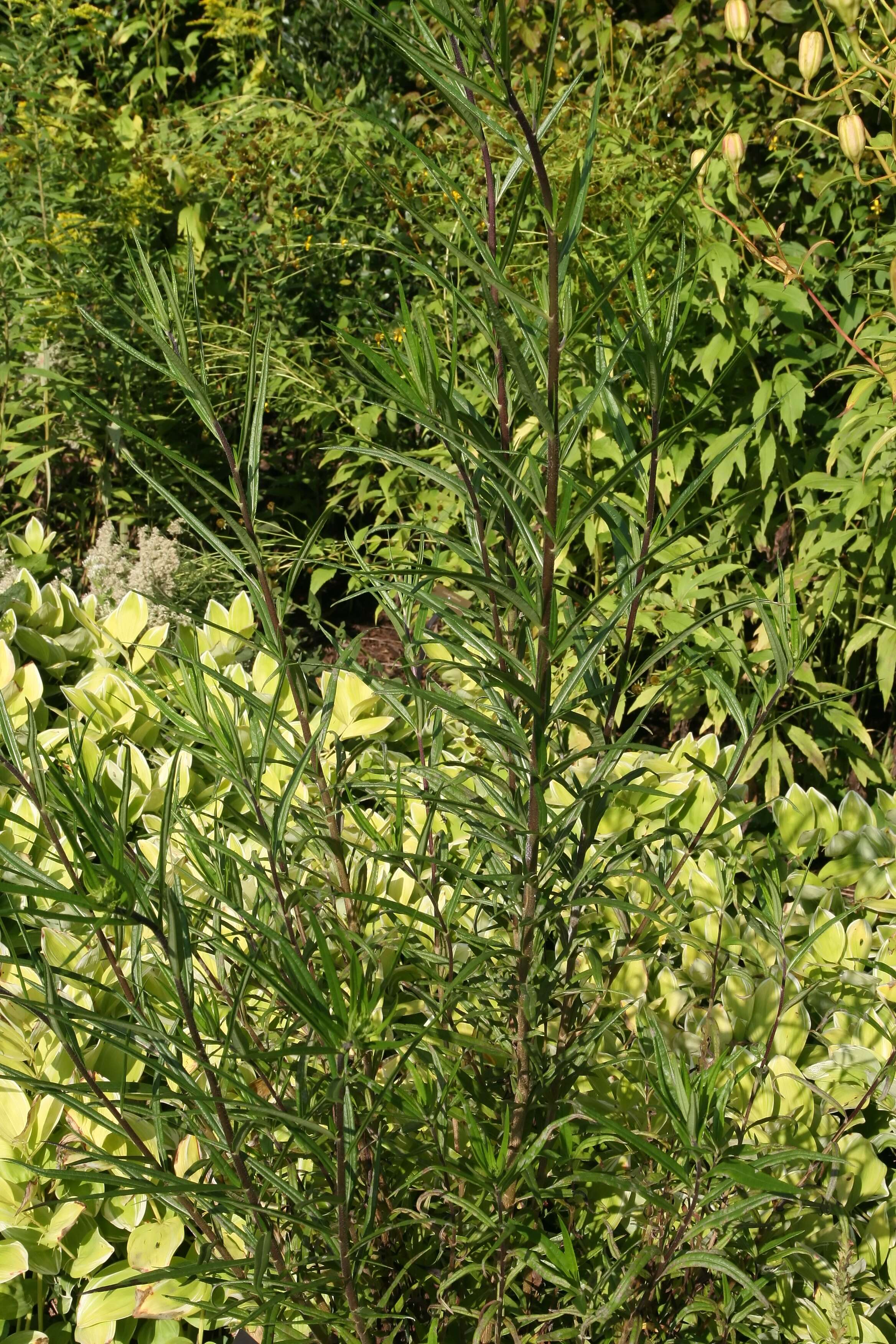 Image of swamp sunflower