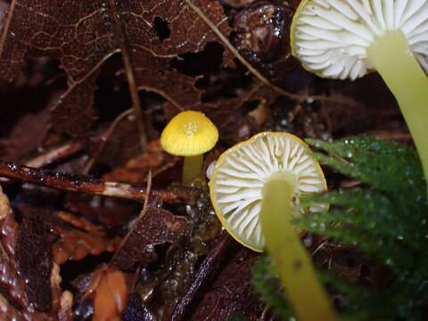 Image of Hygrocybe ceracea (Sowerby) P. Kumm. 1871