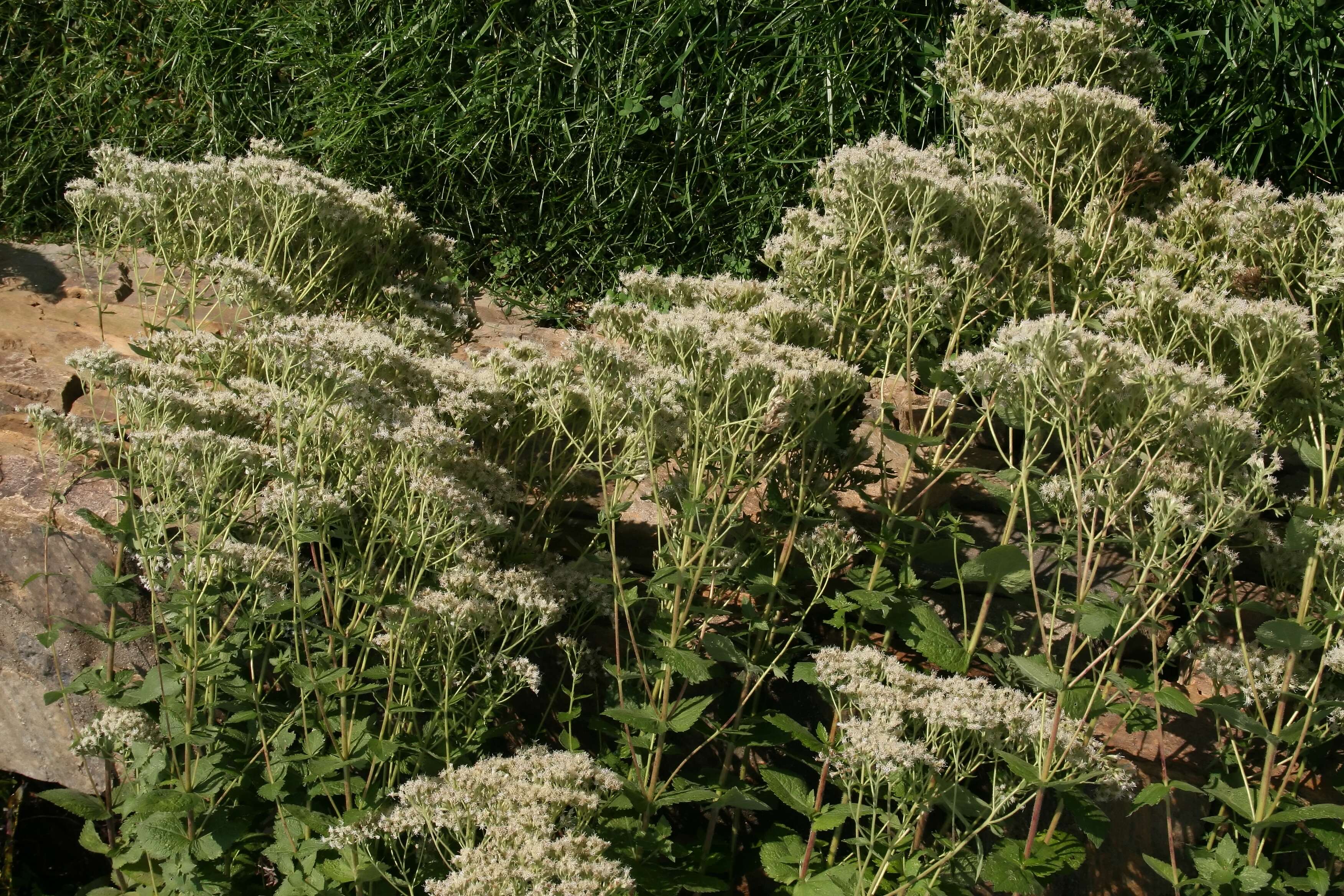 Eupatorium rotundifolium L. resmi