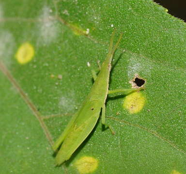 Image de Atractomorpha similis Bolívar & I. 1884