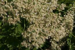 Eupatorium rotundifolium L. resmi