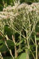 Eupatorium rotundifolium L. resmi