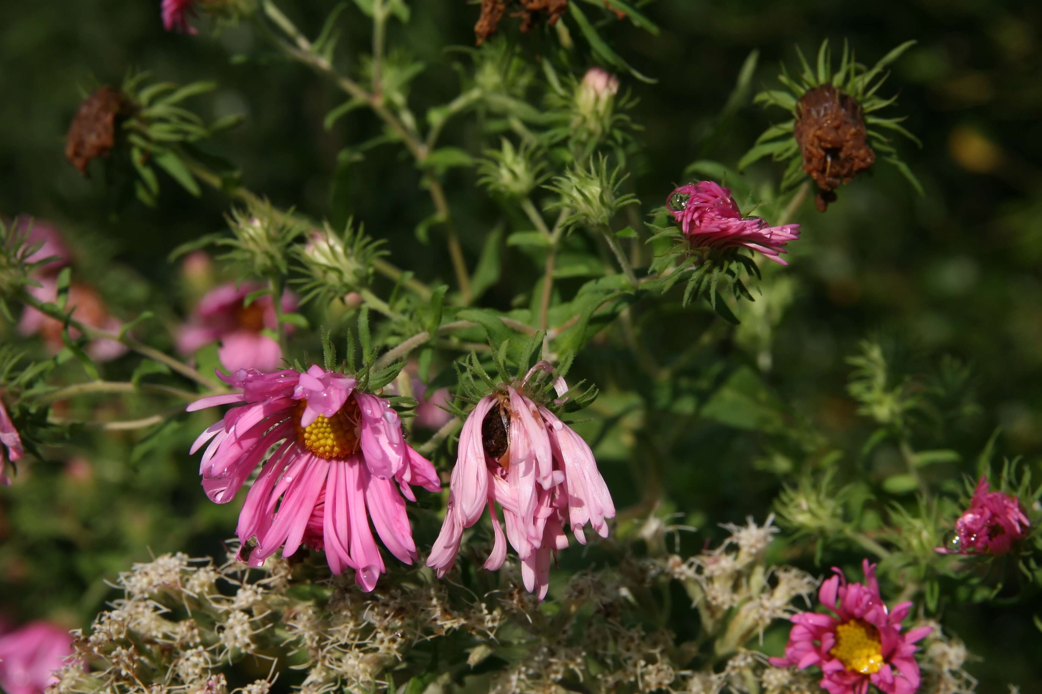 Image of Michaelmas daisy