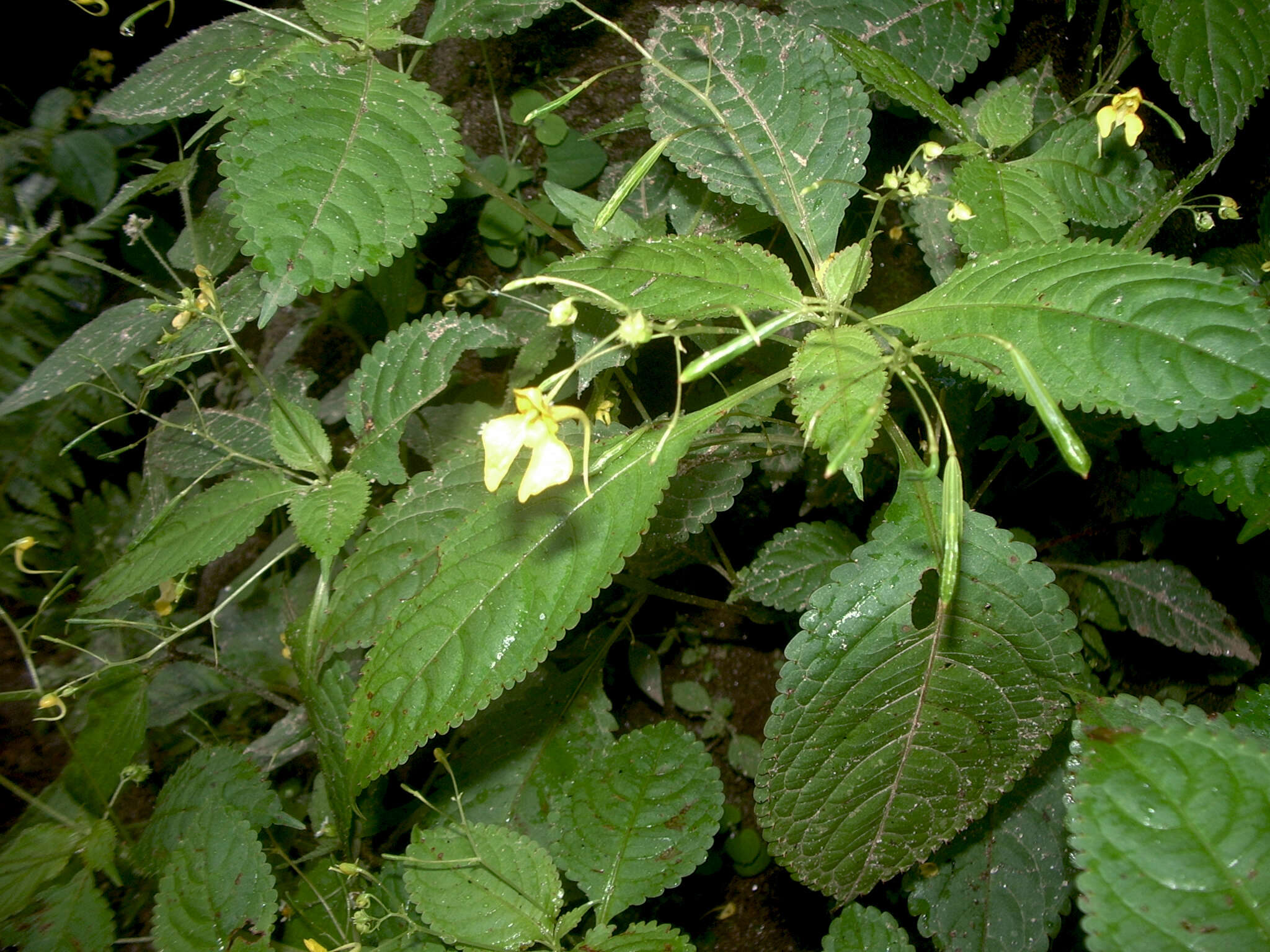 Impatiens racemosa DC. resmi