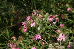 Image of Michaelmas daisy