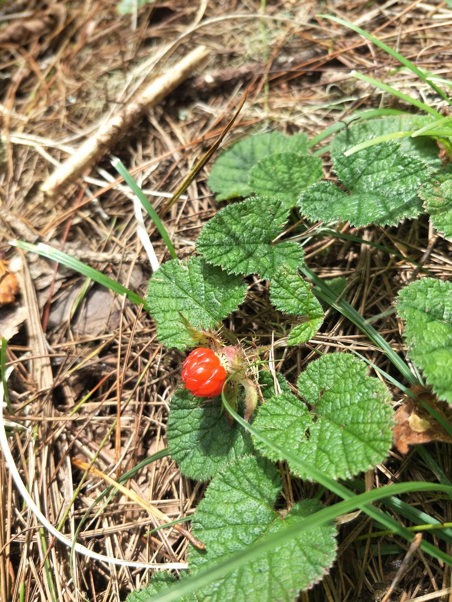 Image of Rubus pectinellus Maxim.