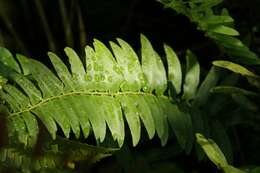 Image of Christmas fern