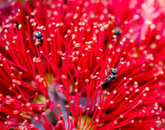 Image of Agile Masked Bee