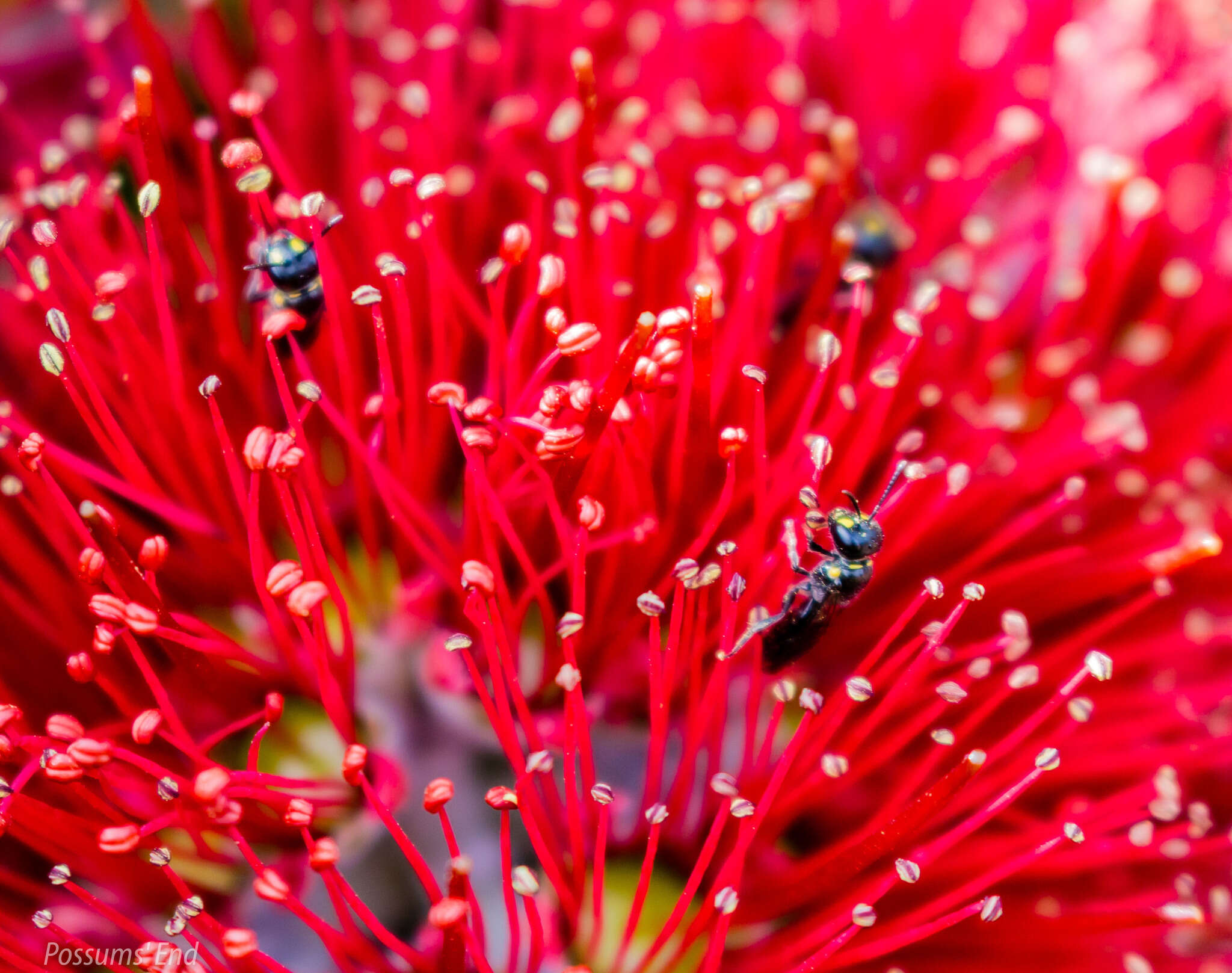 Image of Agile Masked Bee