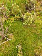 Image of Astelia linearis Hook. fil.