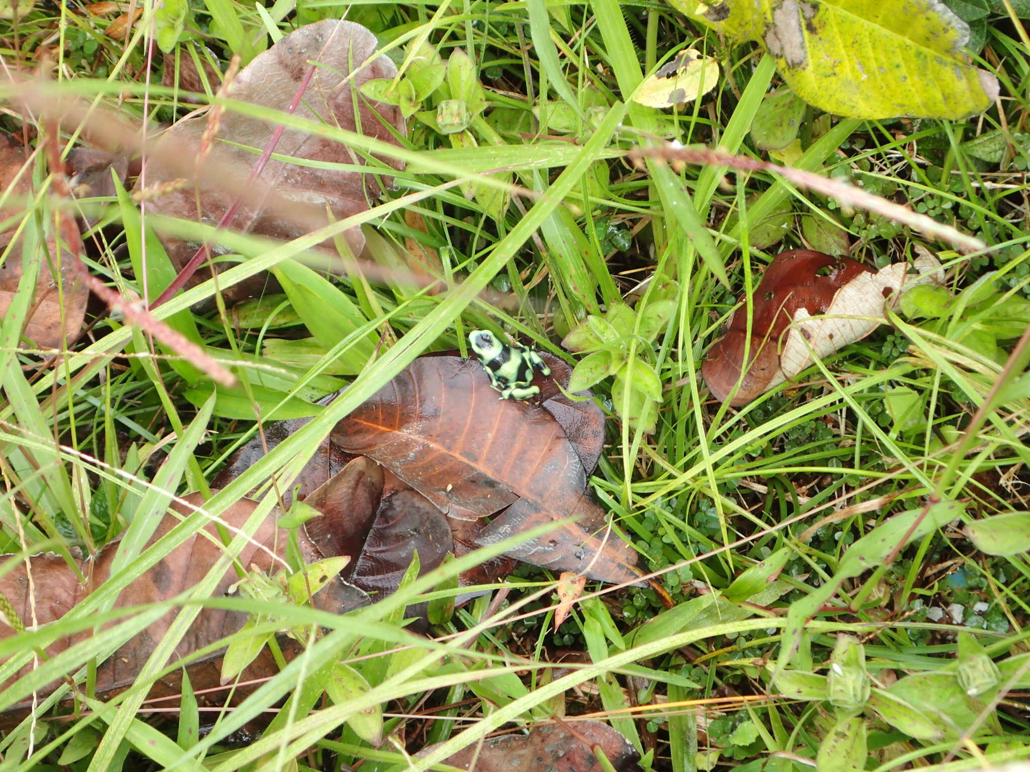 Image of Gold Arrow-poison Frog