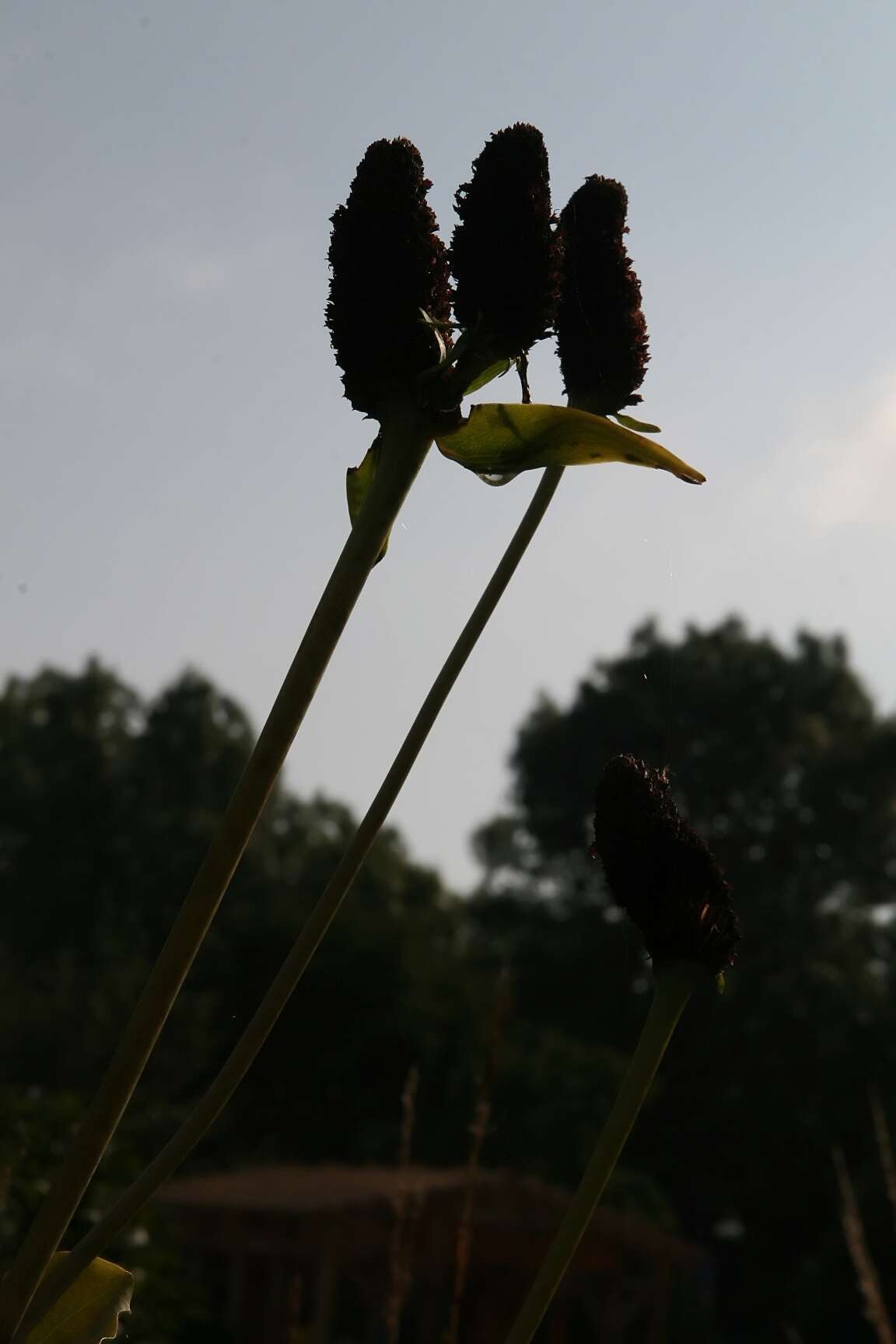 Image of great coneflower