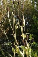 Image of great coneflower