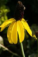 Image of great coneflower