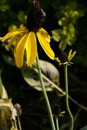 Image of great coneflower