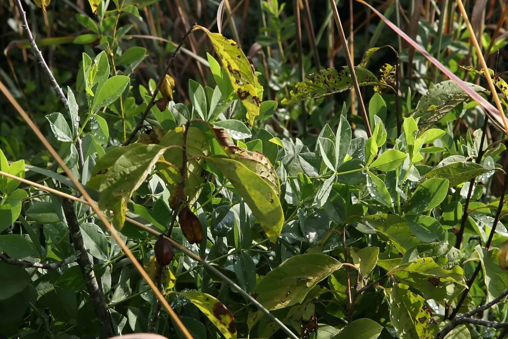 Image of mountain silverbell