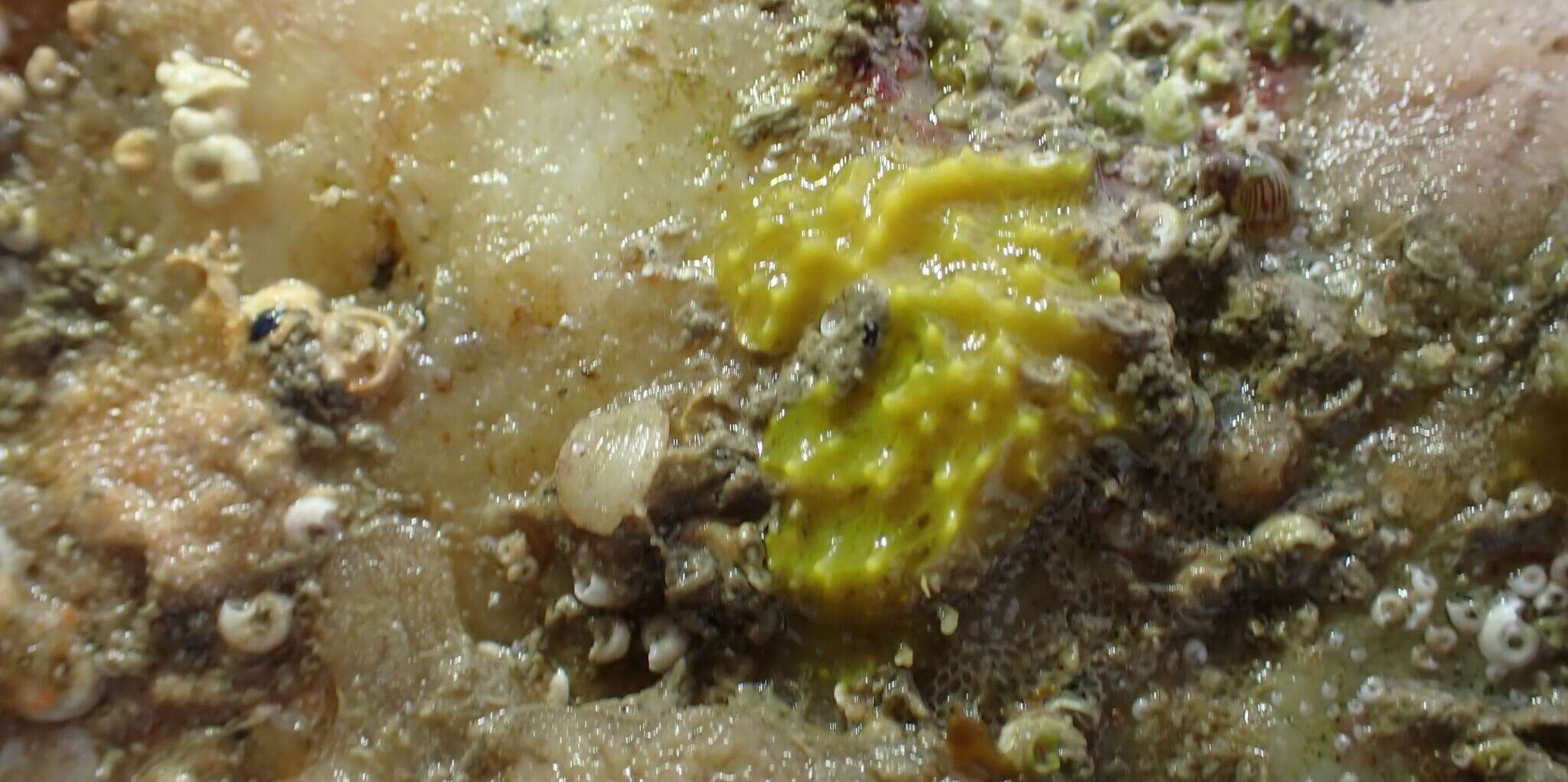 Image of sulfur sponge