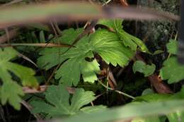 Image of dogtooth violet