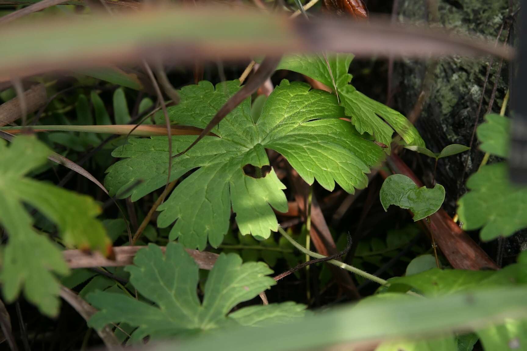 Image of dogtooth violet