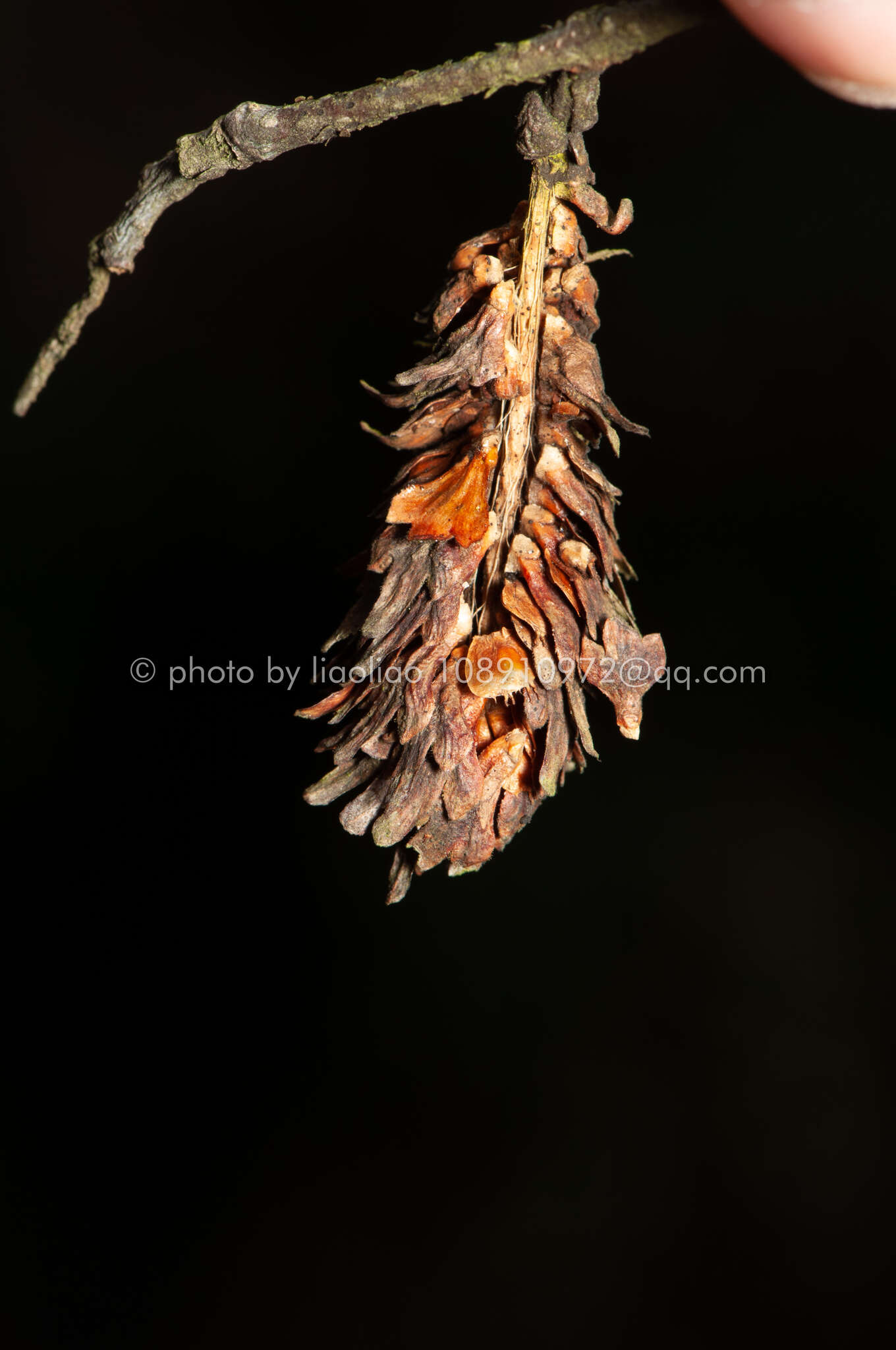 Image of Betula kweichowensis Hu