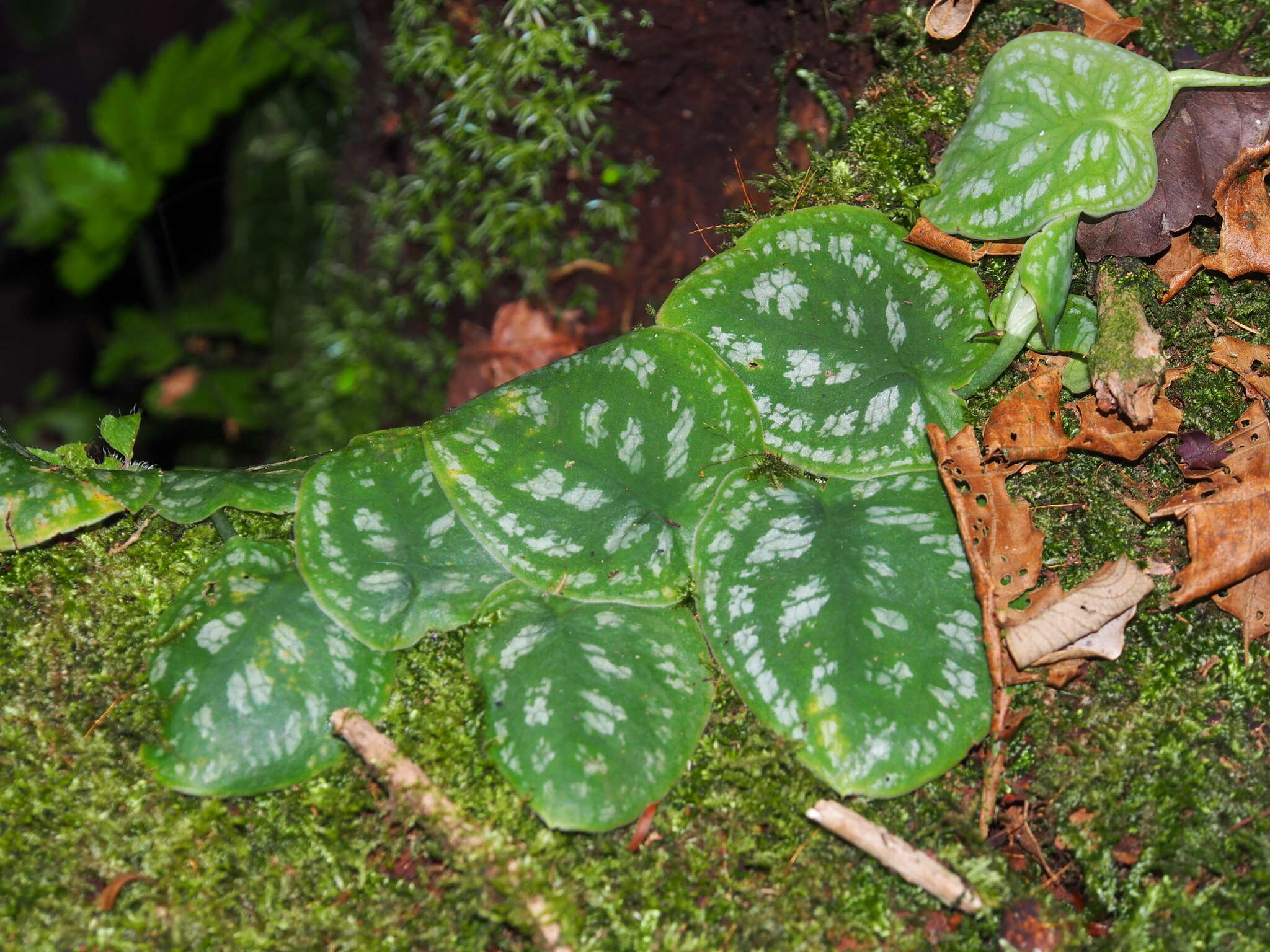 Monstera tuberculata var. brevinoda (Standl. & L. O. Williams) Madison的圖片