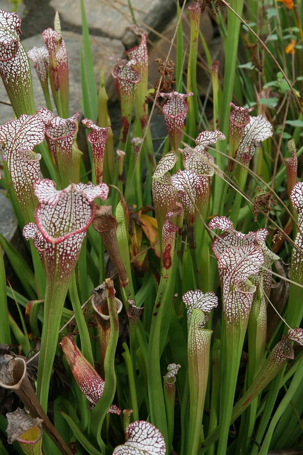 Image of crimson pitcherplant