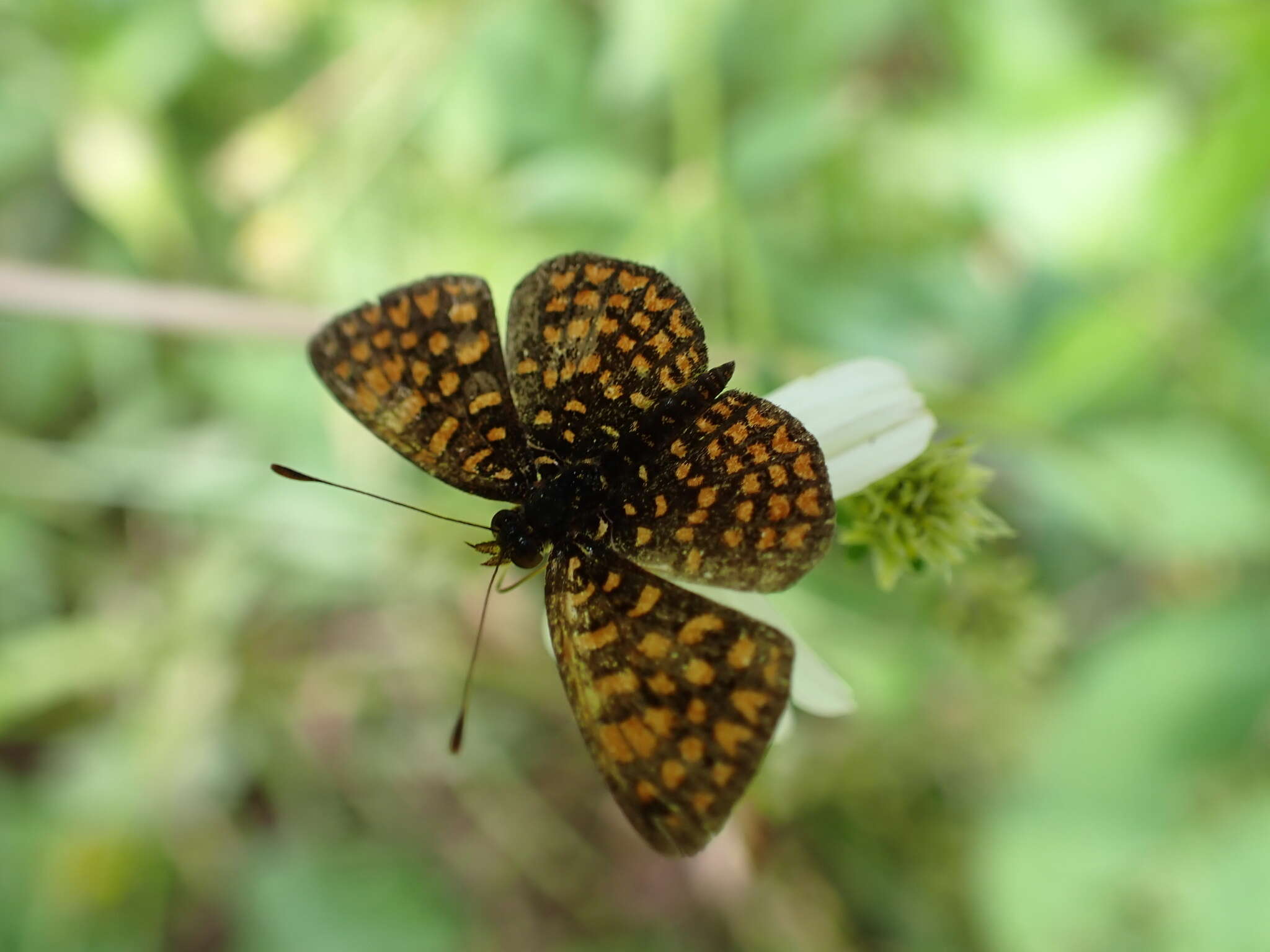 Antillea pelops Drury 1773 resmi