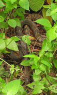 Image of Keeled Rat Snake